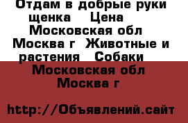 Отдам в добрые руки щенка. › Цена ­ . - Московская обл., Москва г. Животные и растения » Собаки   . Московская обл.,Москва г.